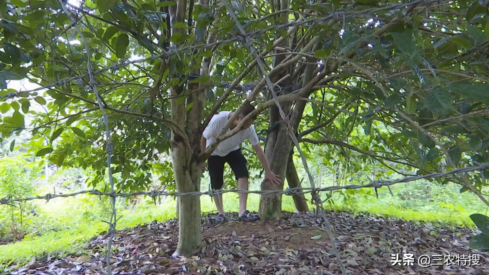 种植金花茶一年赚多少钱,金花茶种植前景与效益