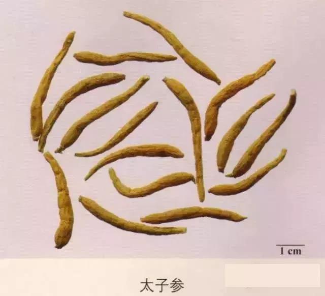 中药材图片大全大图带药名,200多味中药材图谱带图