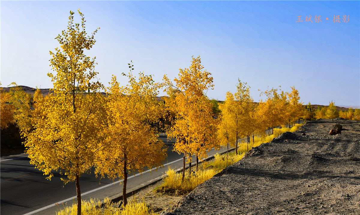 第一次去看胡杨的感触,第一次体验到沙漠乐趣