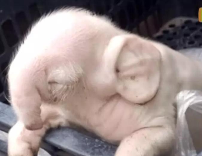 牛生麒麟猪生大象是什么征兆,牛生麒麟猪生象是什么意思啊