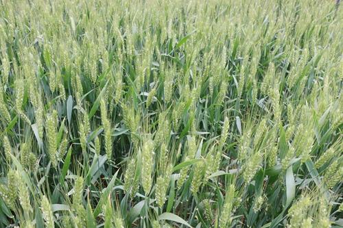 高抗倒伏的高产小麦品种,小麦高产大穗抗冻新品种