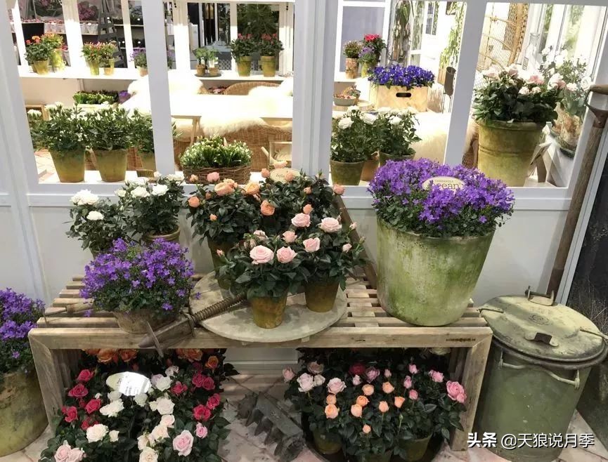 天狼月季优惠活动时间,天狼月季618活动