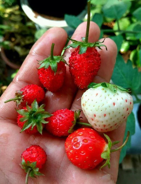 吊篮草莓采摘园,草莓盆栽吊兰