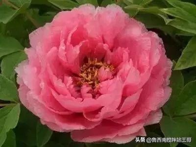 牡丹十大品种九大花系,牡丹进口品种图片及名称