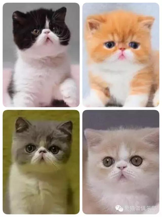 怎么区分加菲猫的品种,纯种加菲猫应该是什么颜色