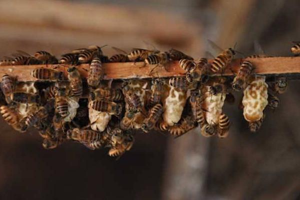 中蜂和意蜂怎么区别,中蜂与意蜂哪个好养一点