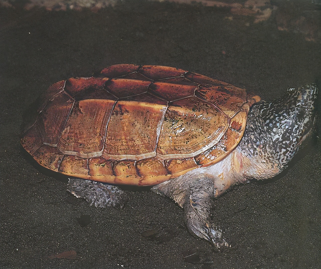 龟类纪录片,龟类图片