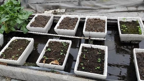 二培箱安装视频教程,池氏二培