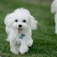 养狗不选“母犬”的几大原因，你知道哪些呢？