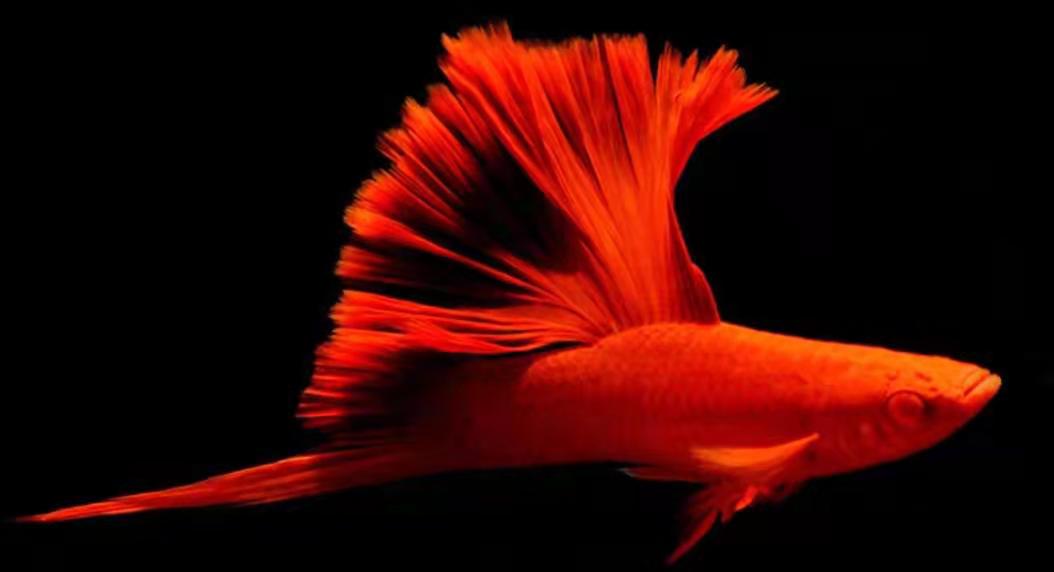 咋样养殖红箭鱼,好养的红箭鱼