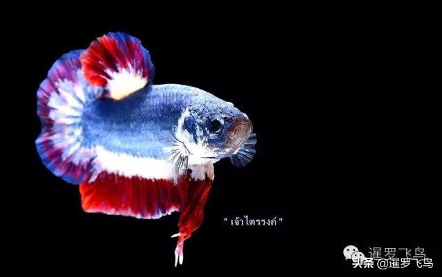 泰国宣布暹罗斗鱼为“国鱼”*旗国**鱼身价百倍