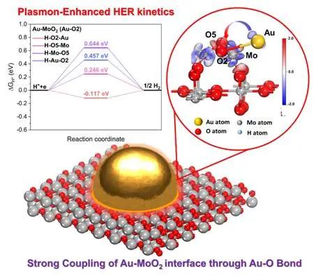 通过Au-MoO2异质结构的Au-O键强耦合实现增强析氢反应