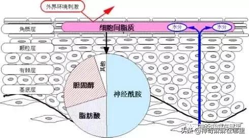 bbc沙棘面霜 (老爸评测bbc面霜)
