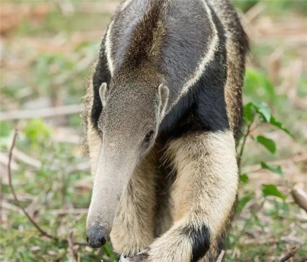 食蚁兽只吃蚂蚁和白蚁是哪个洲的,食蚁兽幼崽被蚂蚁咬死