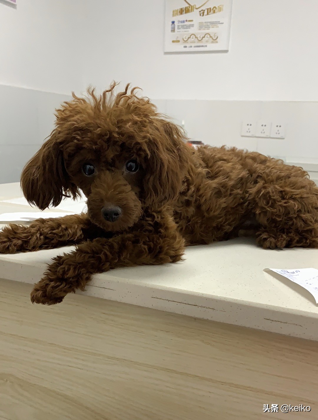 巴贝斯寄生虫治疗多久,巴贝斯寄生虫会传染人吗