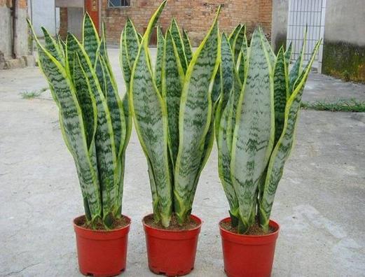 小盆养大花大盆养死花,小盆养大花大盆养死花什么意思