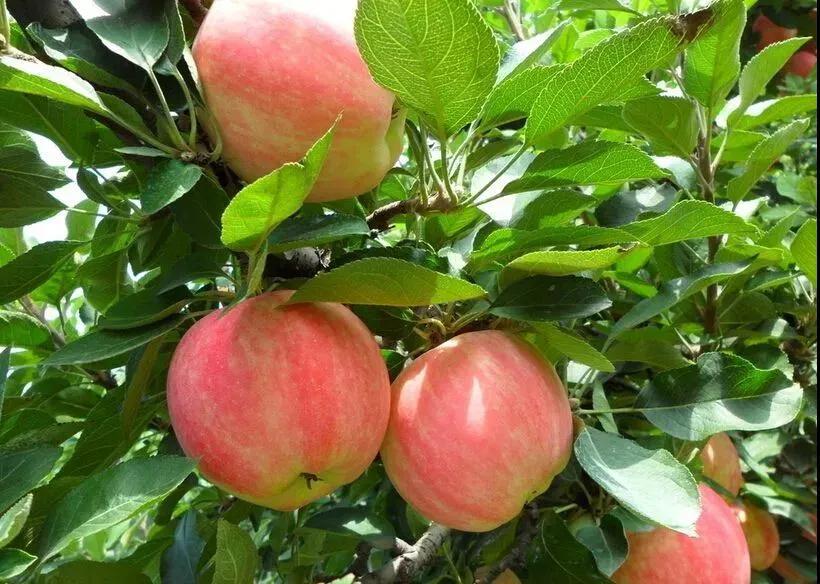 石家庄十大特产评选结果,聚焦无锡特产