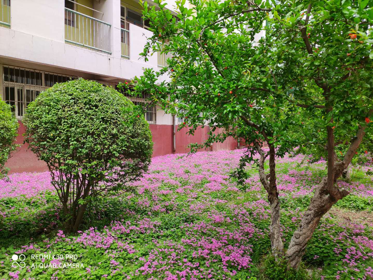 红花酢浆草与三叶草是一个品种吗,红花酢浆草和三叶草是不是一样的