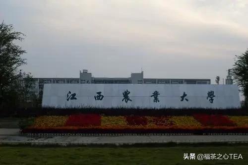 湖南农业大学茶学专业怎么样,广西有哪些高校开设茶学