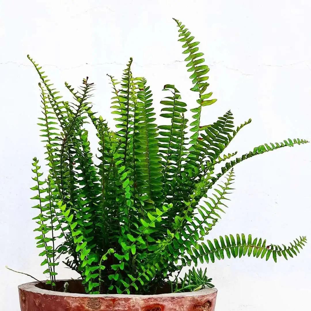 新房放一些植物可以去甲醛吗,新房甲醛克星植物