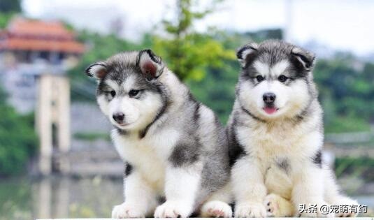 阿拉斯加雪橇犬聪明吗视频大全,阿拉斯加雪橇犬的智商有多少