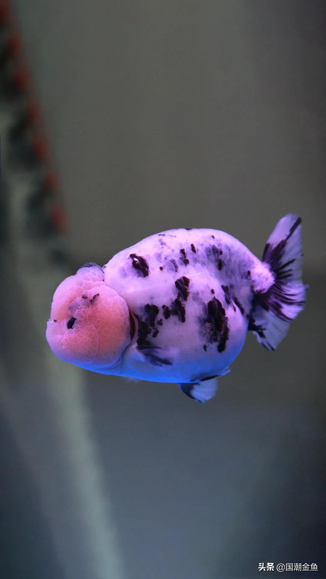 除夕“集五福”!五种福气满满的金鱼,祝您年年有余