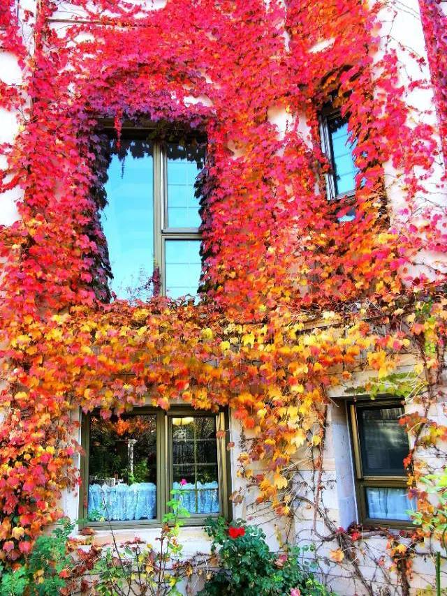 东北花园四季开花植物,北方一年四季都开花的花园