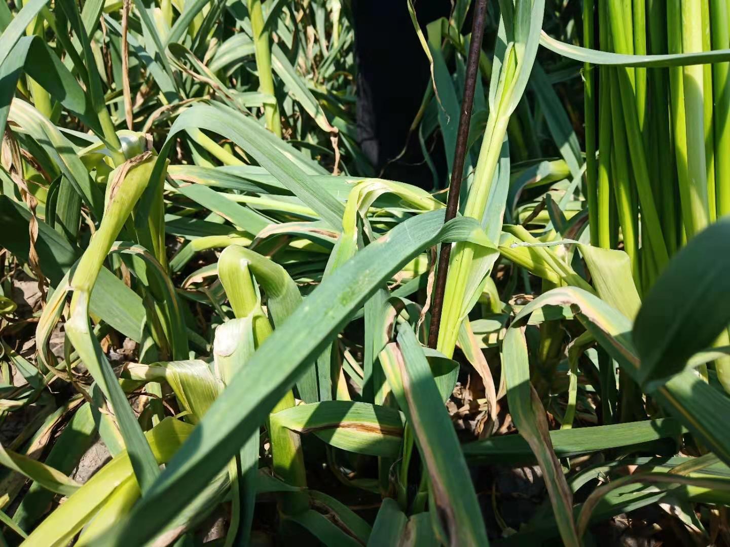 怎样采蒜苔,怎么抽蒜薹才能高产