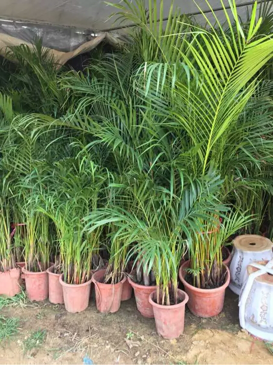 刚买的散尾葵叶子枯萎怎么办,散尾葵叶子冻了怎么办