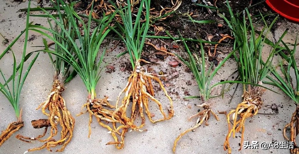 汪字兰花历史,汪姓文化传承