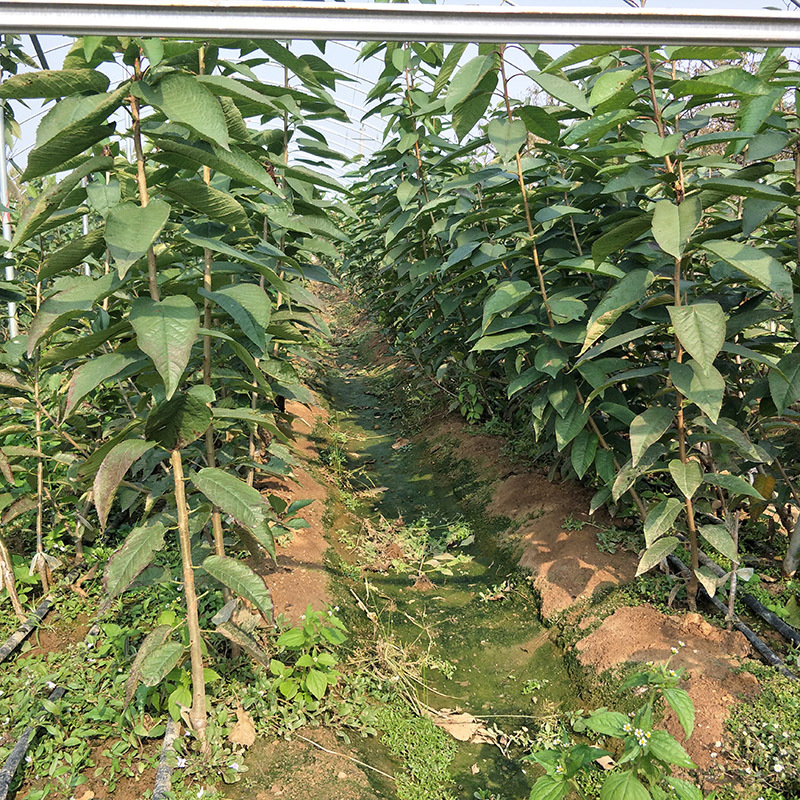 南方车厘子，网红水果靠谱吗