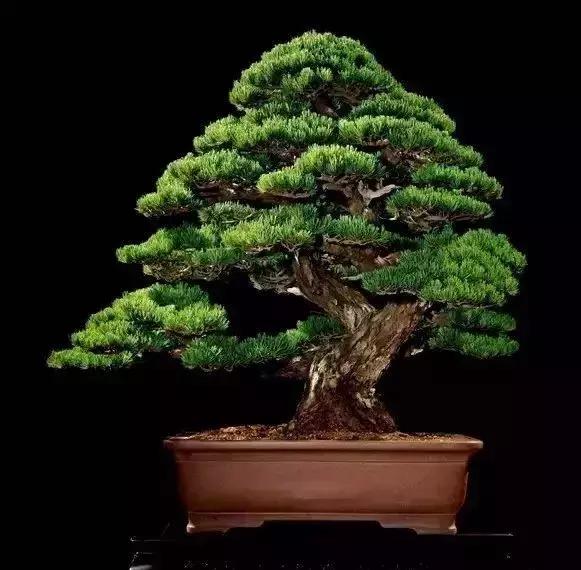 那些天价的植物,十大最值钱的植物