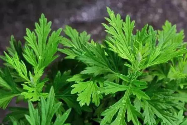 最近很火的艾草在室内使用有效果,艾草对女人的好处