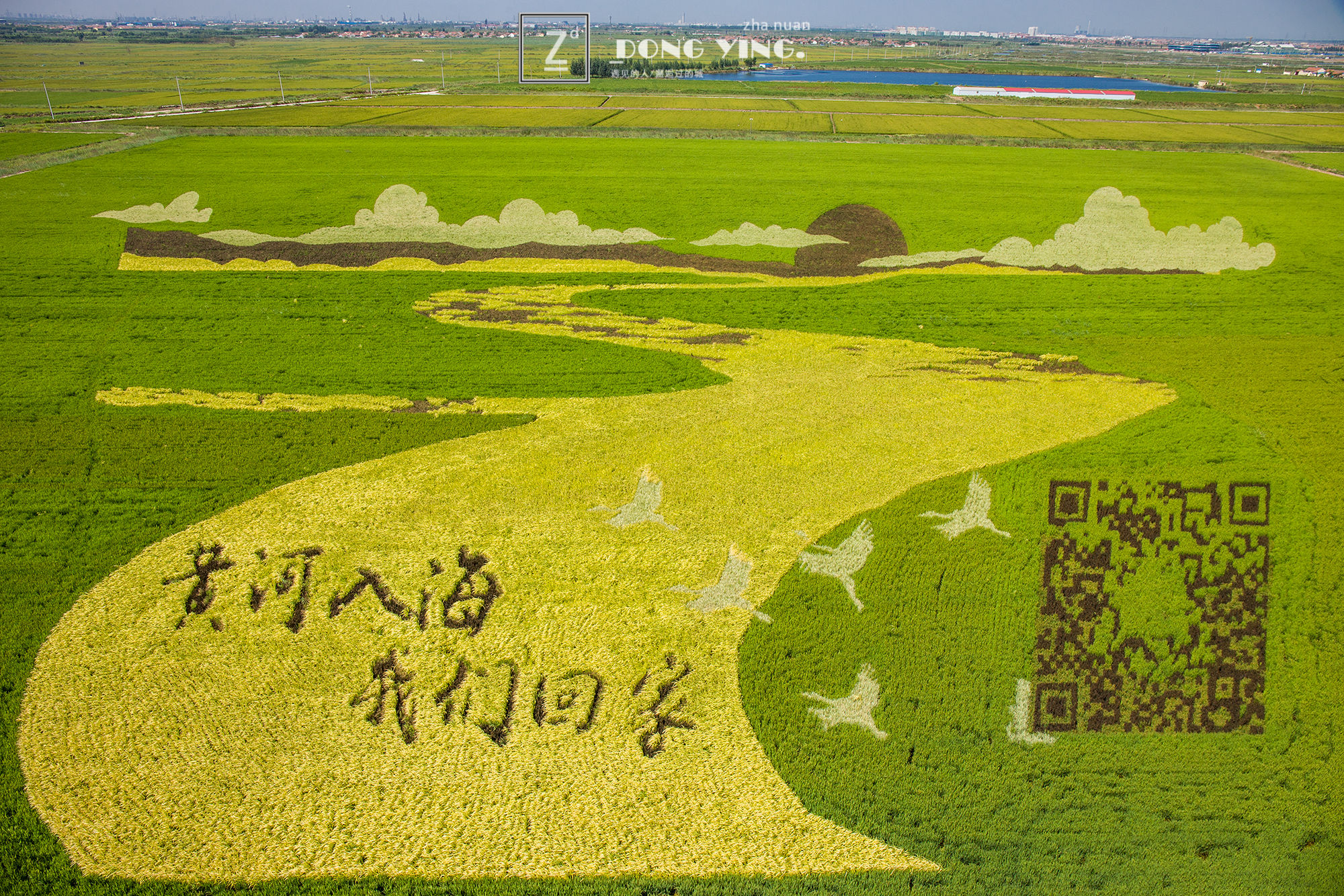 山东黄河入海城市,山东黄河去哪里看最壮观