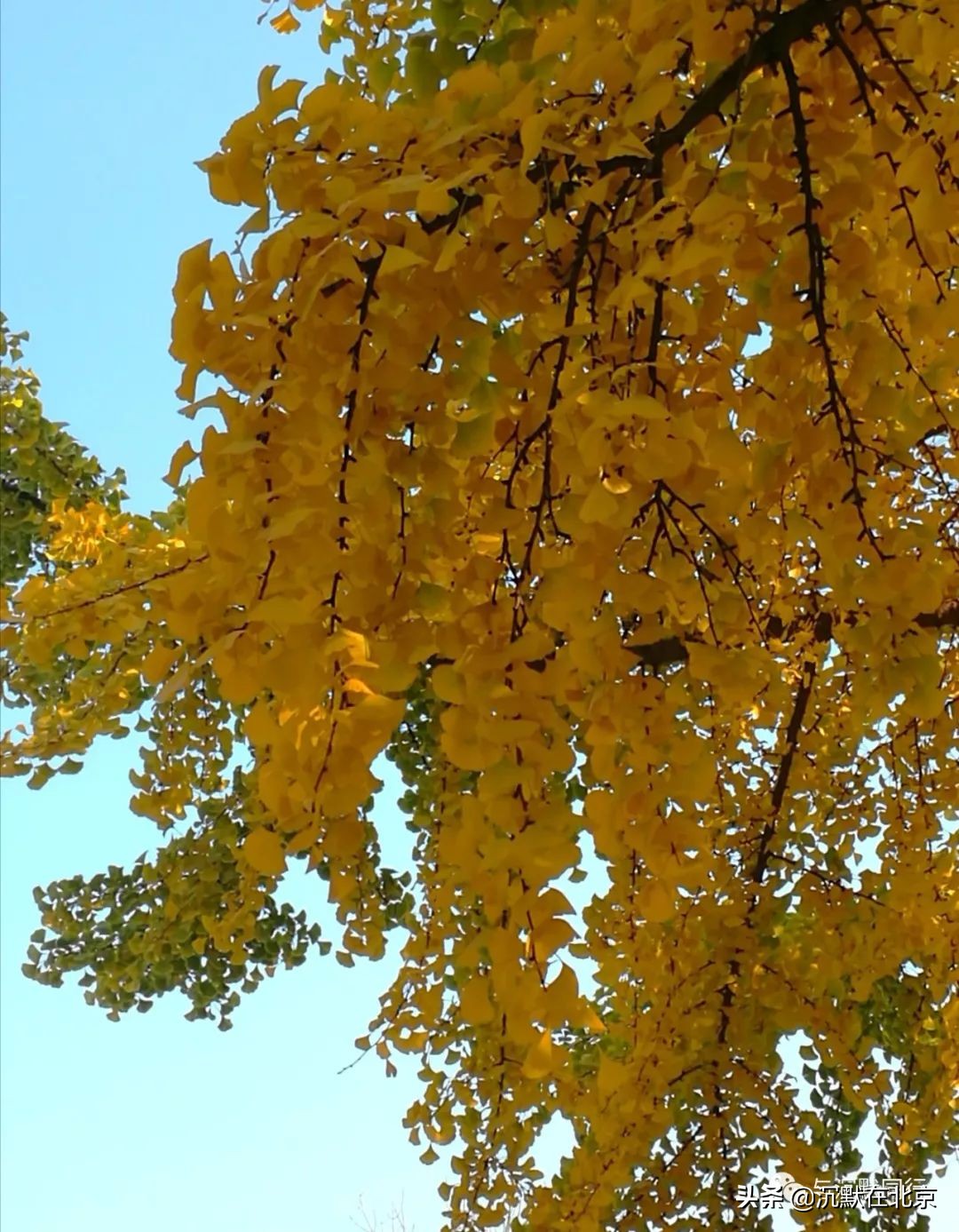 北京之秋的感受,最美的北京之秋