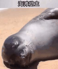 视频滤镜到底有多强,视频滤镜太多是什么原因