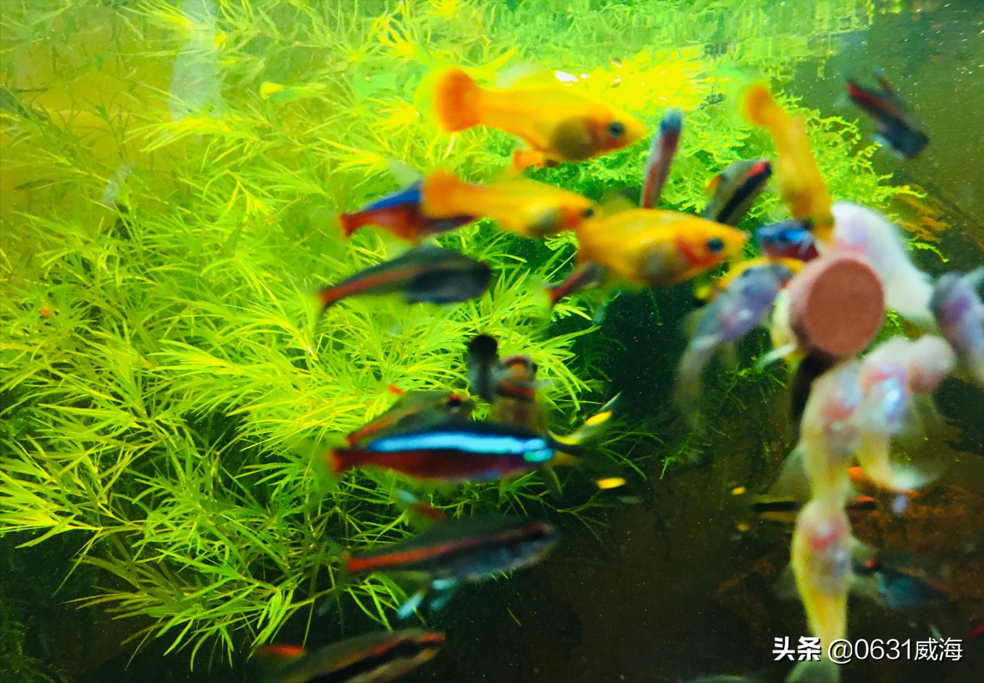 养鱼必备鱼粮推荐大全图,鱼粮养鱼专用