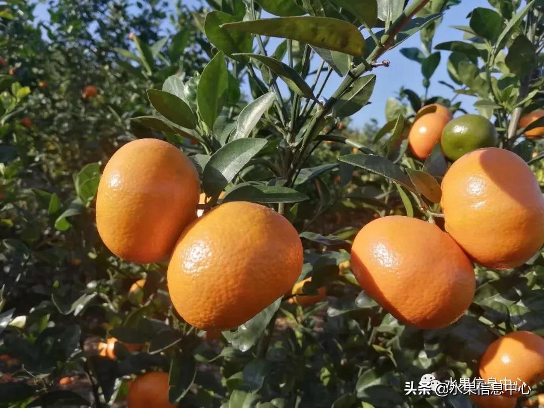 我国柑橘产区分布,柑橘产地行情