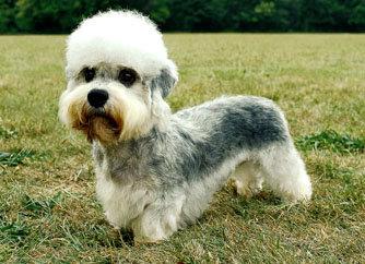 世界上一百种狗的图片,世界十种名贵狗