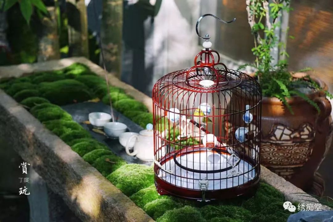 怎么分辨绣眼公母,绣眼一个月怎么判断公母