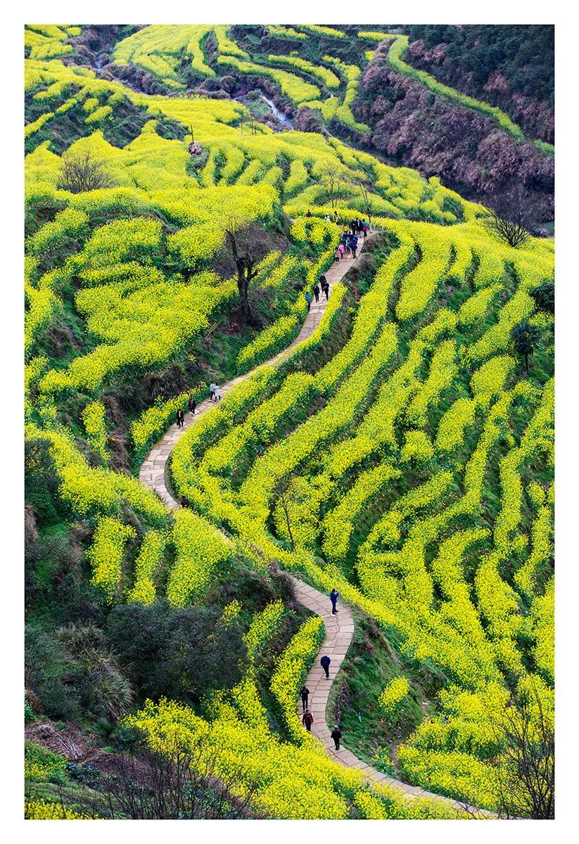 这才是中国最美的乡村,最值得去的鲜花小镇