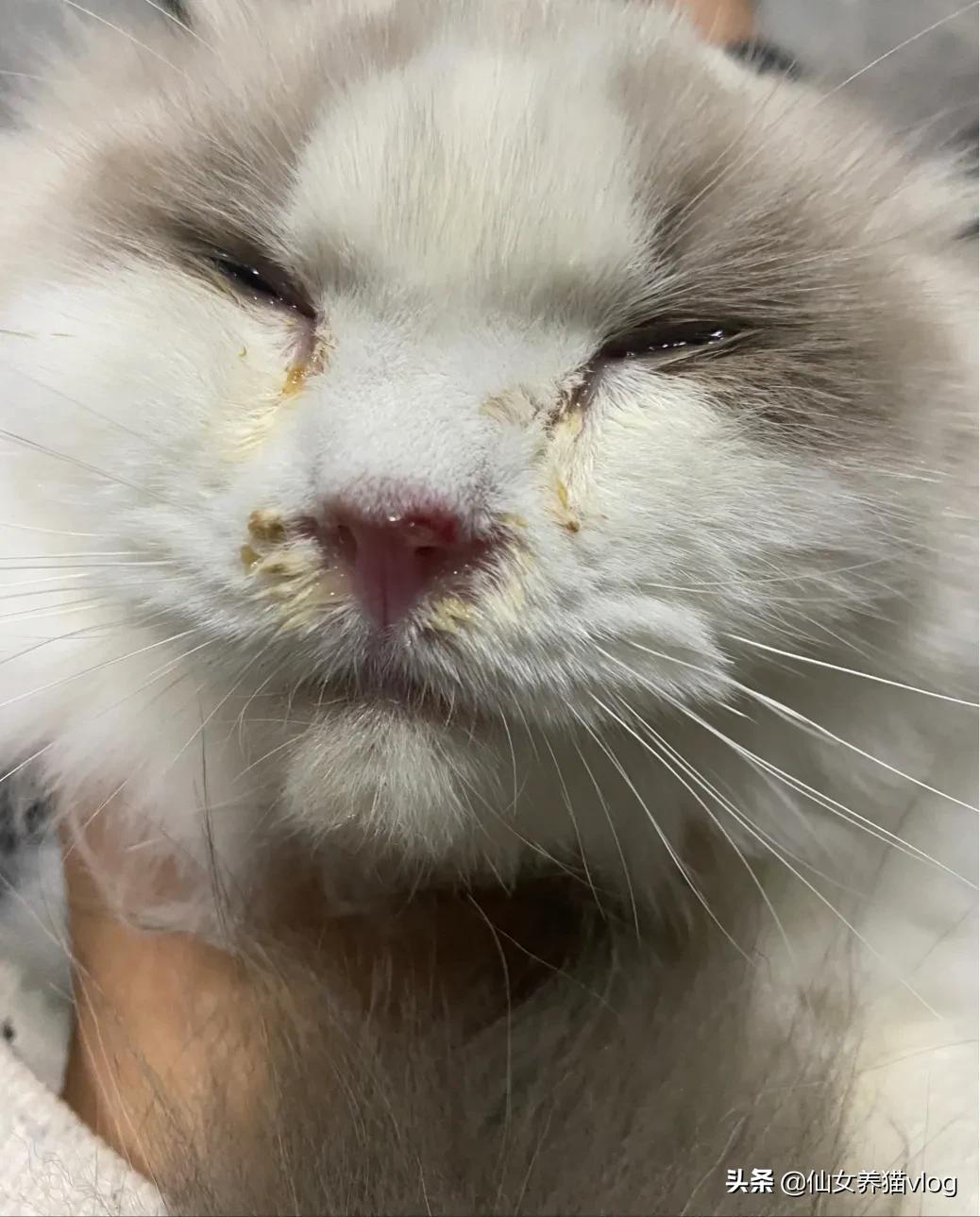 新手养猫攻略猫咪如何正确驱虫,新手养猫不生病