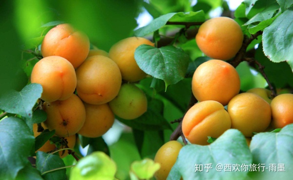 *疆新**瓜果攻略最好的季节配最美味的水果