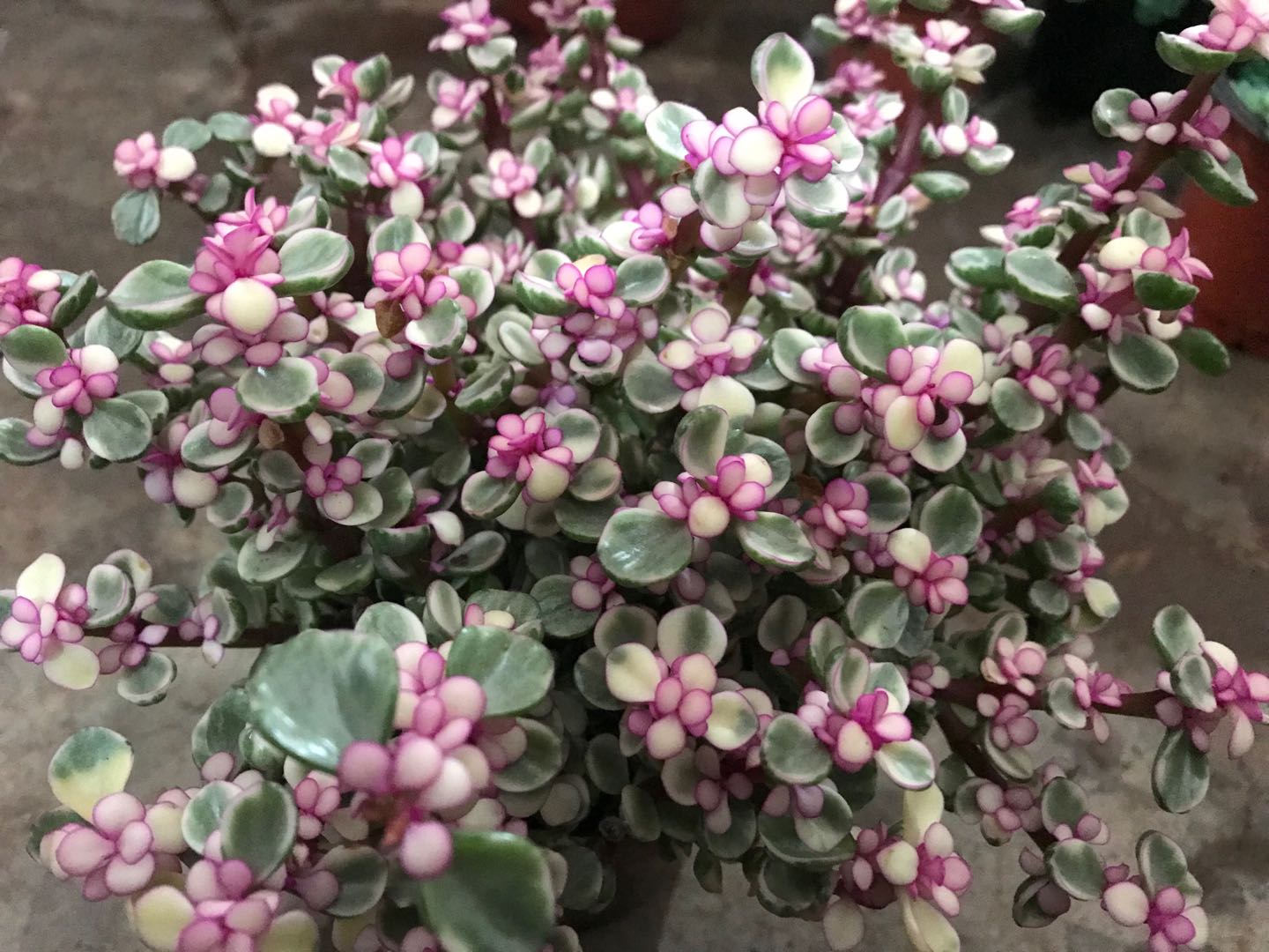 多肉早安图片大全,多肉大全100图