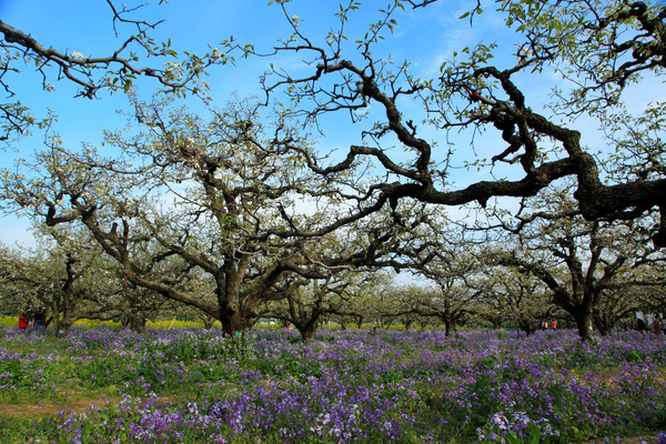 春游江淮请你来滁州版,春游江淮等您来