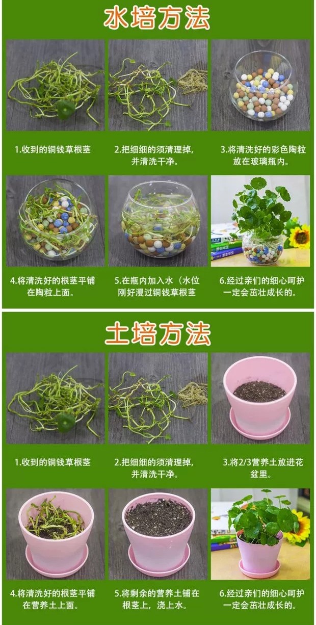 新家种什么盆栽净化空气,家里卧室适合养的盆栽