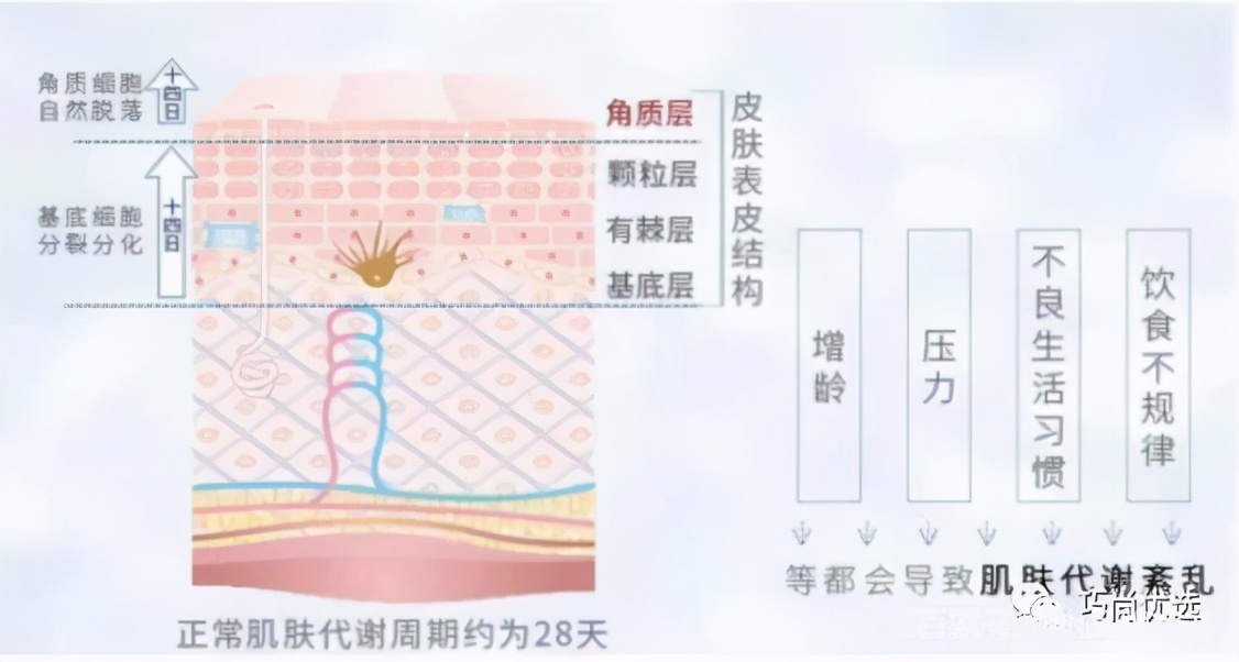 新陈代谢紊乱症状,皮肤新陈代谢差怎么办