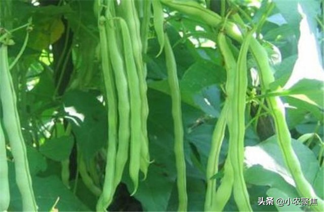 芸豆双株栽培有什么优点和缺点,芸豆移苗栽培还是下种栽培好