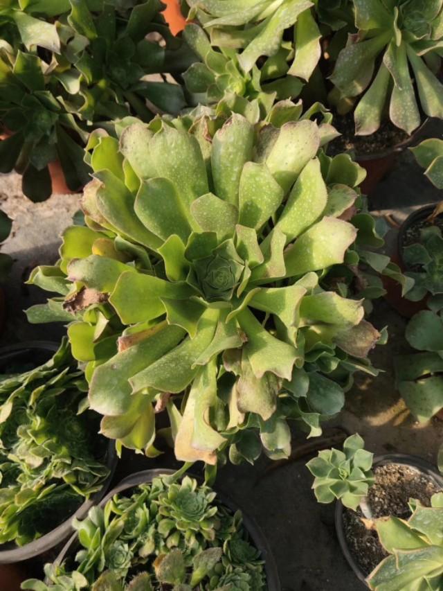 多肉冻伤的叶片要摘掉吗,多肉冻伤怎么救