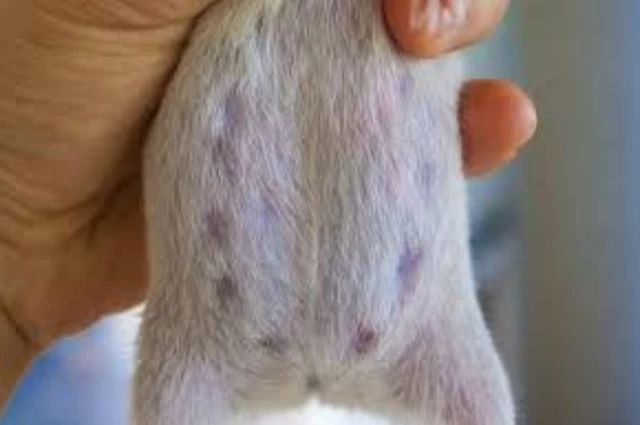 怎么照顾怀孕的仓鼠,仓鼠生完孩子后如何补充营养